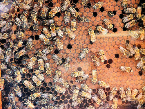 Bees at a bee hive