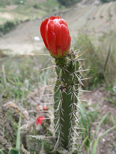 Flowering cactus in Peru