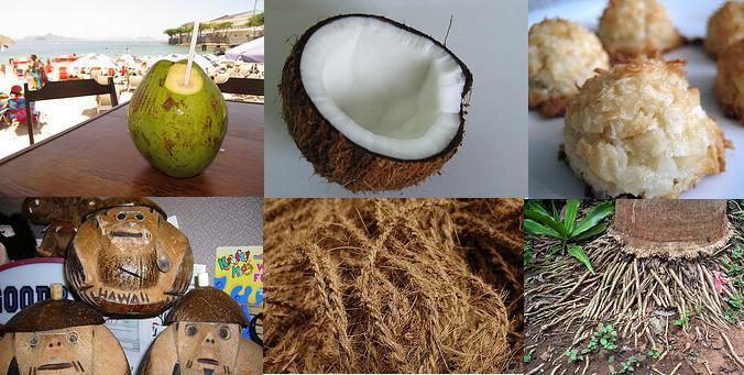 Coconut and its uses