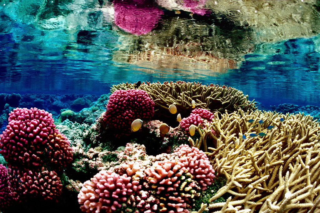 Corals and coral reef