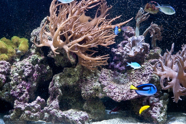 Coral reef marine life