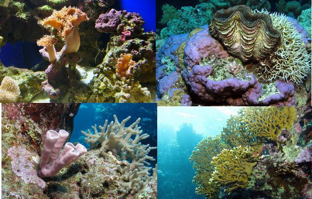 Different types of coral reefs