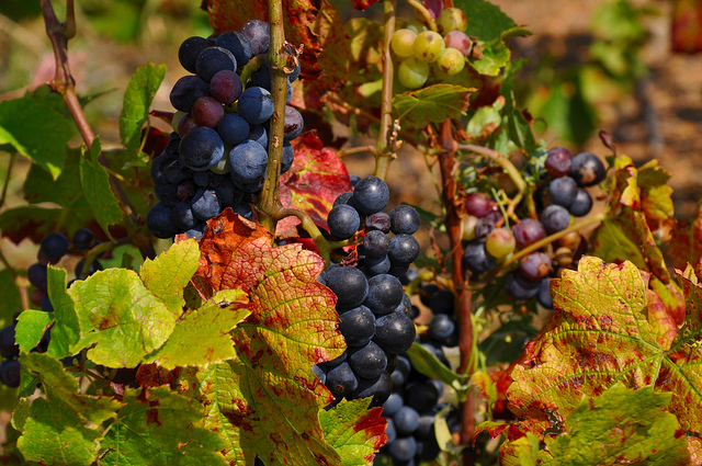 France soil and climate are very good for growing grapes