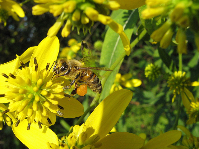 Honey-bee at work sucking the nectar