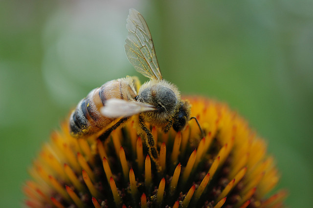 Honey bee transferring pollen