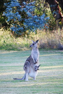 Kangaroo's joey in his pouch