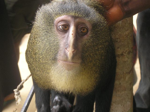 lesula new monkey discovered