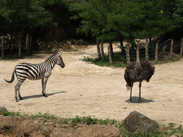 Ostrich and Zebra on a lookout for predators