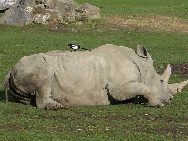 rhino and tickbird get together as the rhinos want to get rid of the ticks.