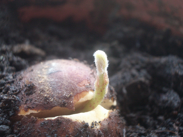 Seed germinating into a plant