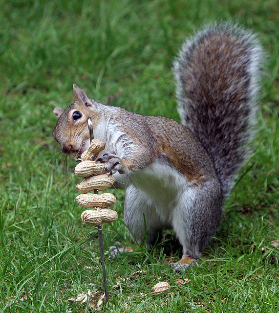 Squirrels are nuts about nuts