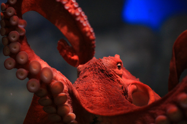 Red Octopus