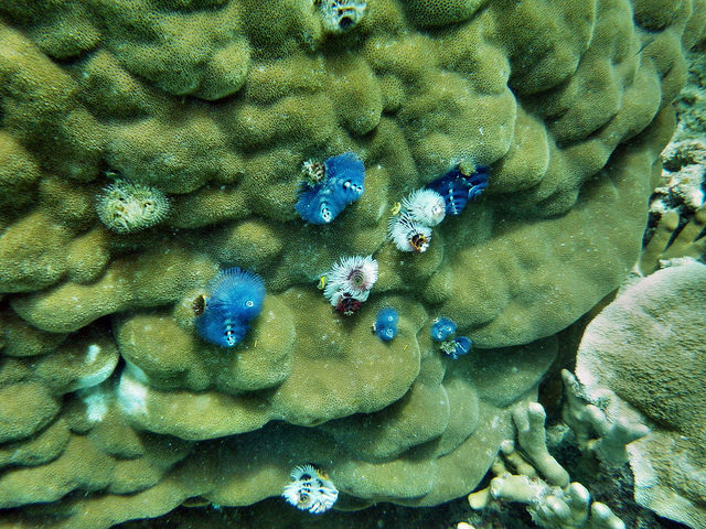 Great Barrier Reef