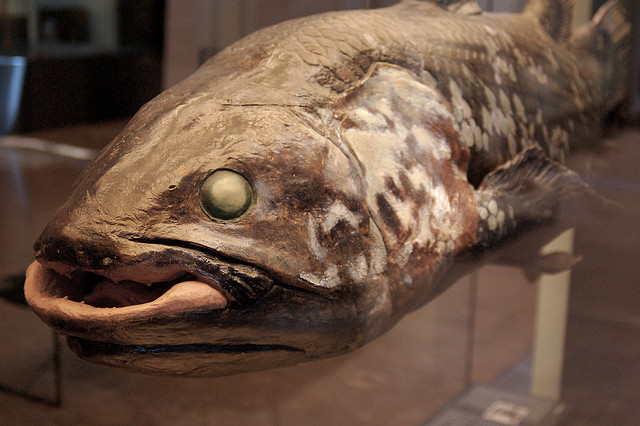 New coelacanth species of fish found