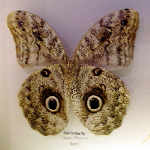 Owl faced butterfly