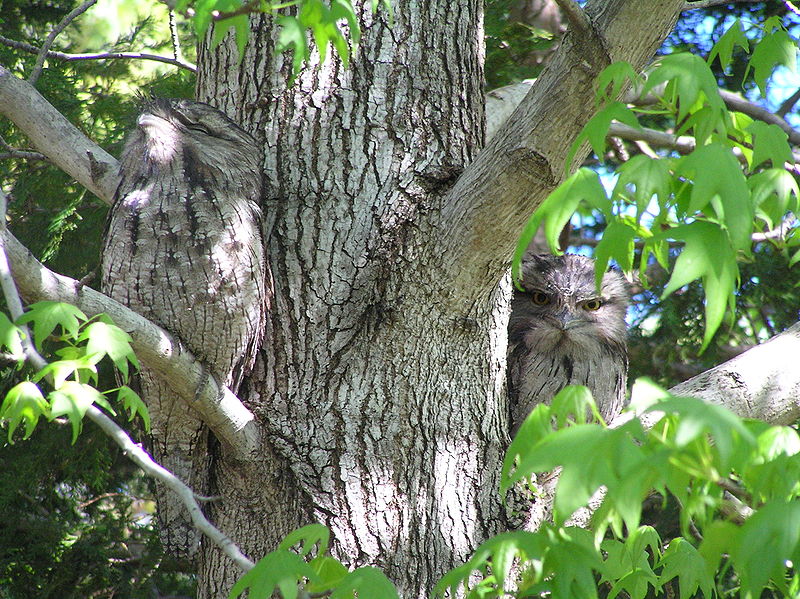 owl_Frogmouth_camouflage