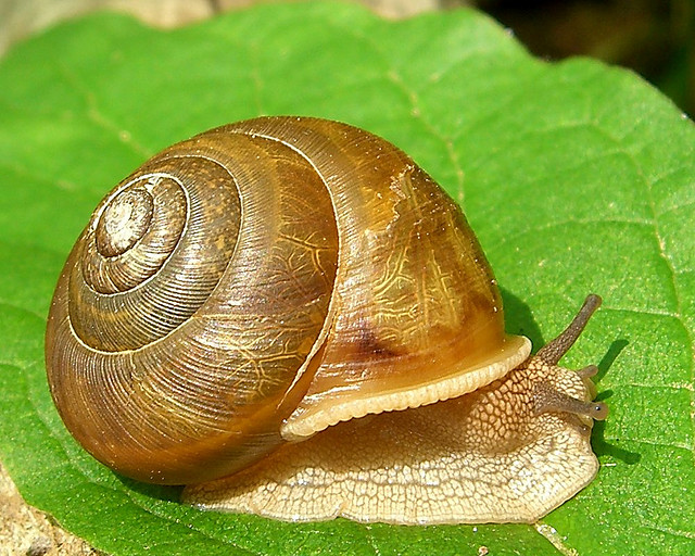 snail on the move