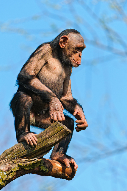 An Ape standing upright