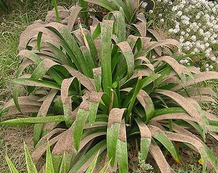 Volcano ash on plant