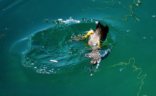 A duck-ducking to find food