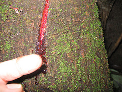 Red sap dragon tree has many medicinal values