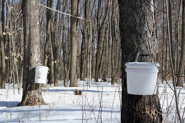 wodden basket full of maple syrup