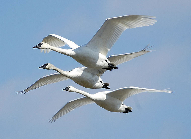 Migratory birds - Trumpeter Swans
