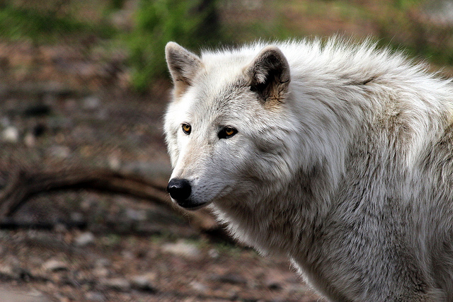 wolf with pricked ears