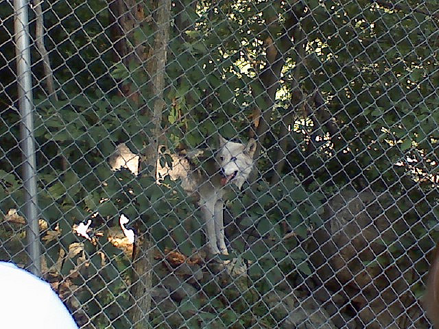 wolves inside the fence