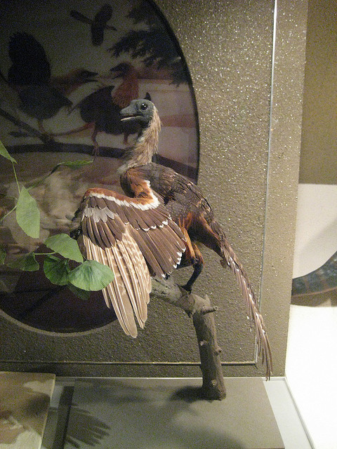 Archaeopteryx