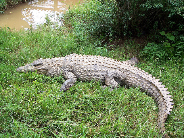 15,000 crocodiles escaped from a farm in South Africa