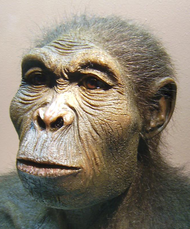 Homo Habilis - the first kind of human that walked upright