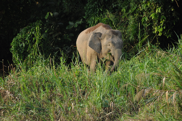 Endangered Pygmy Elephants Poisoned
