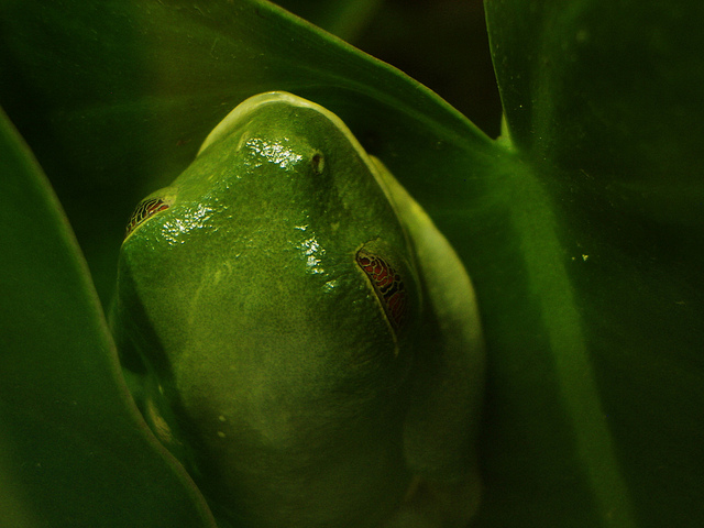 Superb camoflague by Red eyed frog