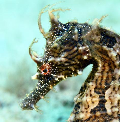 A Seahorse's face looks much like that of a horse, that's why the name