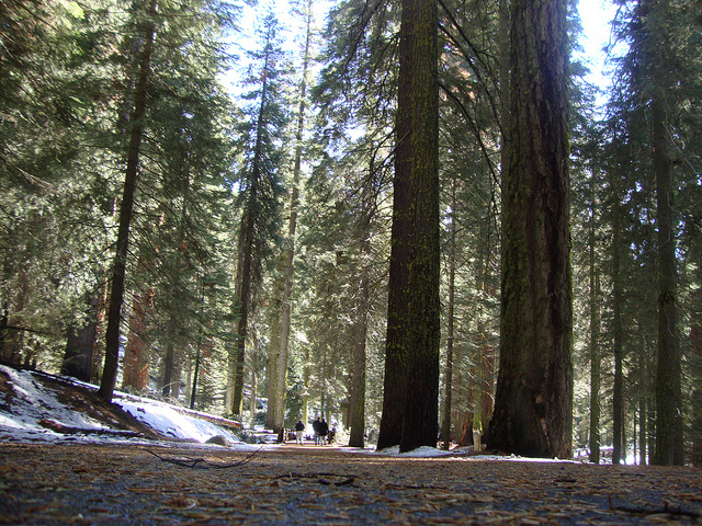 Sequoia National Park - Giant sequoia's all along the way