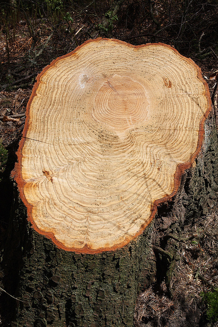 Tree rings