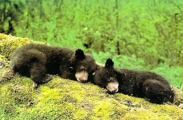 Bear cubs nuzzling