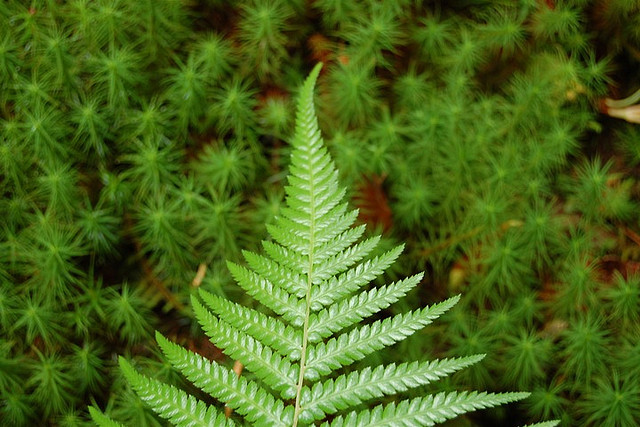 ferns conifers