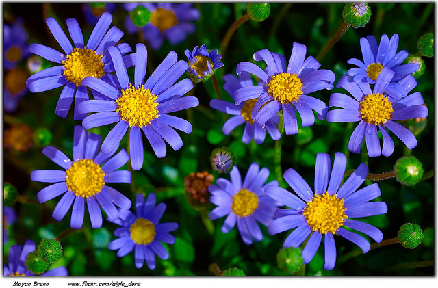 Beautiful flowers