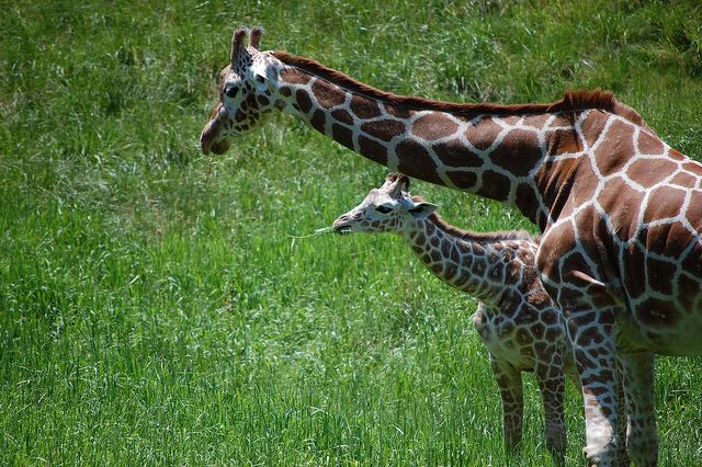 giraffe-baby