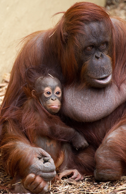 orangutan-baby