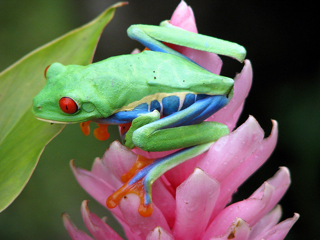 Red eyed frog has a colourful body too!!