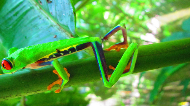 Red eyed frog leaping away