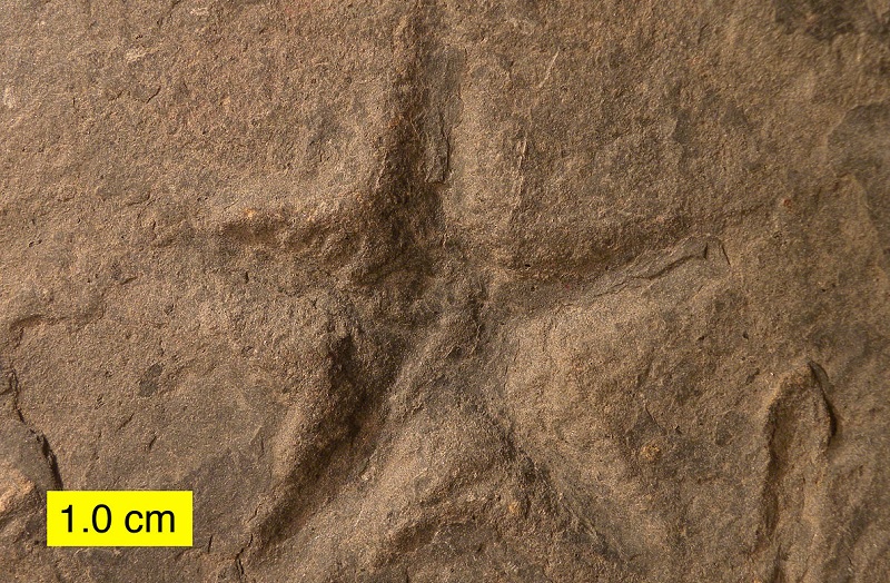 Sea star trace fossil