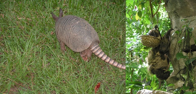 sloth and armadilo