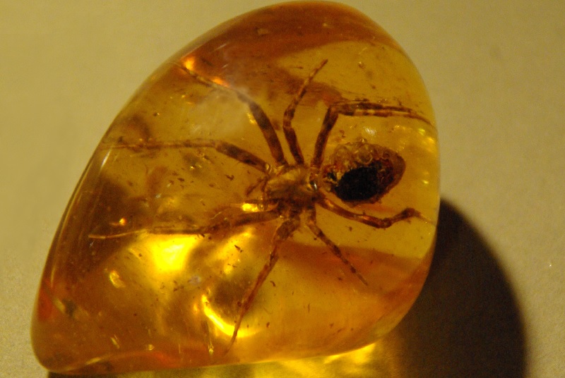 Spider preserved in amber