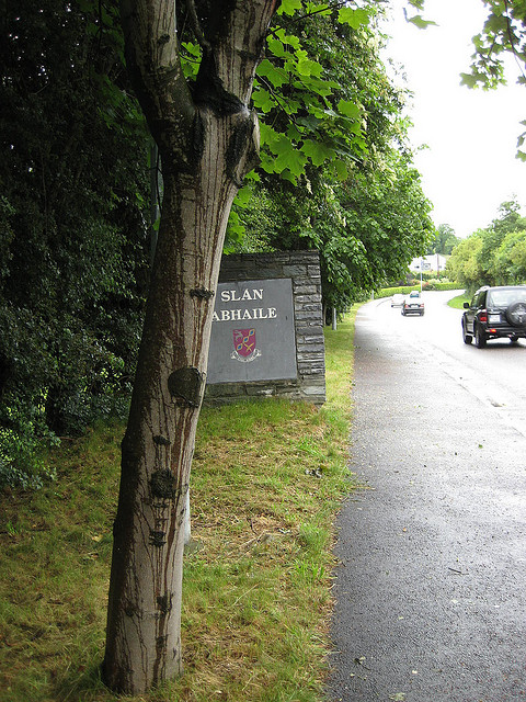 Stem of a tree