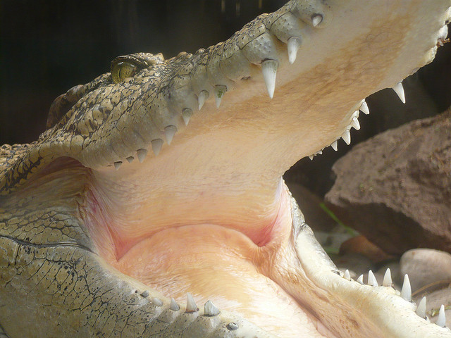 big-crocodile