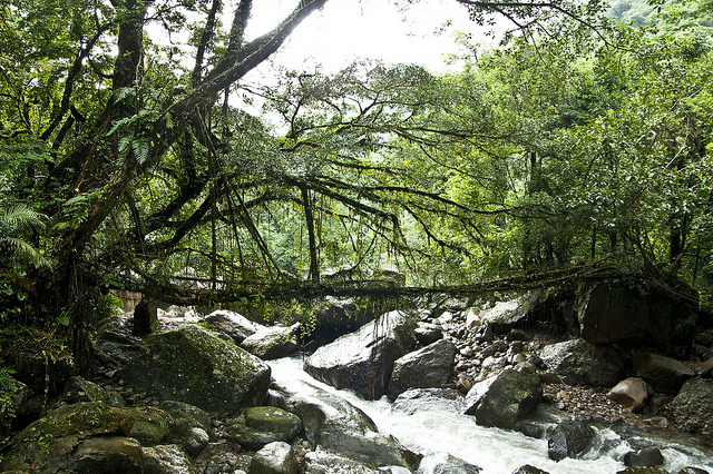 Living Bridges